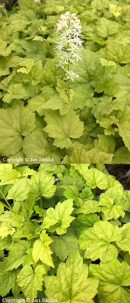 Tiarella cordifolia Moorgrn ronsytiarella